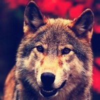 whatsapp网页版无法接受短信 whatsapp网页版怎么在电脑下载 