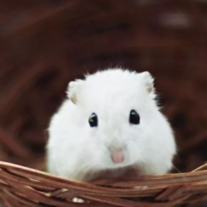 whatsapp网页版翻译功能 whatsapp聊天网址 