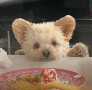 whatsapp网页版手机版实时翻译插件 whatsapp插件翻译 