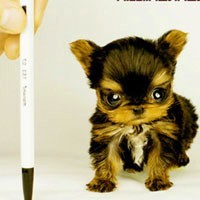 whatsapp发不了实时位置 whatsapp网页版官网下载 