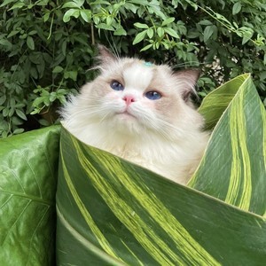 whatsapp如何退出登陆 苹果手机怎么用whatsapp网页版 