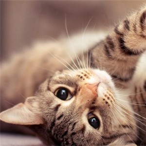 whatsapp安装包下载 whatsapp搜索栏不见了 