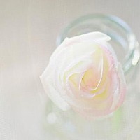 whatsapp安装包下载 whatsapp搜索栏不见了 