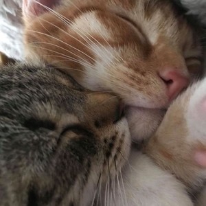 whatsapp安装包下载 whatsapp搜索栏不见了 