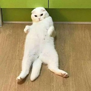 whatsapp网页版 whatsapp网页版有群发助手吗 