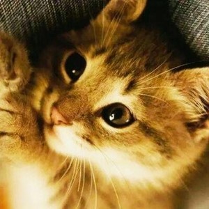 whatsapp删除聊天记录可以恢复吗 whatsapp怎样加好友 whatsapp删除聊天记录可以恢复吗 whatsapp怎样加好友