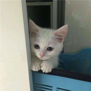 whatsapp删除聊天记录可以恢复吗 whatsapp怎样加好友 whatsapp删除聊天记录可以恢复吗 whatsapp怎样加好友