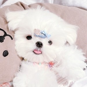 whatsapp删除聊天记录可以恢复吗 whatsapp怎样加好友 whatsapp删除聊天记录可以恢复吗 whatsapp怎样加好友