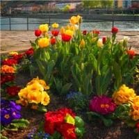 whatsapp删除聊天记录可以恢复吗 whatsapp怎样加好友 whatsapp删除聊天记录可以恢复吗 whatsapp怎样加好友