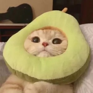 手机如何登陆whatsapp网页版 whatsapp网页版怎么和好友聊天 手机如何登陆whatsapp网页版 whatsapp网页版怎么和好友聊天