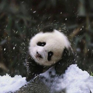 whatsapp 聊天记录 whatsapp网页版操作方法 whatsapp 聊天记录 whatsapp网页版操作方法