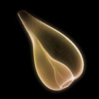 whatsapp海外版安卓下载 whatsapp网页版下载攻略 