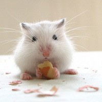 whatsapp网页版没有的营销功能 whatsapp 添加表情包 