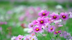 whatsapp有已读功能吗 whatsapp二维码出不来 whatsapp有已读功能吗 whatsapp二维码出不来