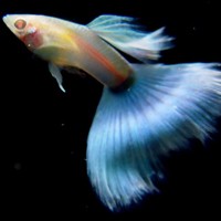 网页版whatsapp网页版怎么登陆 手机怎么登whatsapp网页版 