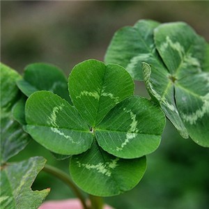 whatsapp网页版官网进不去 给大家简单的介绍一下whatsapp 