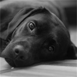 whatsapp用户分布 whatsapp客户开发 