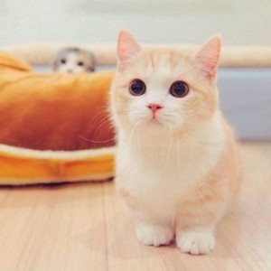 whatsapp用户分布 whatsapp客户开发 