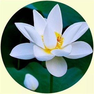 whatsapp网页版电脑版下载 facebook中文官网入口 