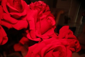 whatsapp网页版官方最新公告 whatsapp网页版 群发消息 