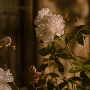 whatsapp网页版电脑版下载 facebook中文官网入口 