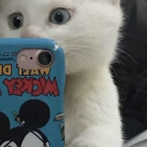 whatsapp网页版发送视频 whatsapp网页版登入接收不到验证码 