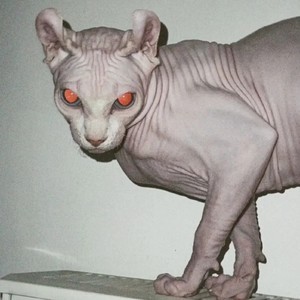 whatsapp账号老号出售 whatsapp消息只有一个勾代表什么 whatsapp账号老号出售 whatsapp消息只有一个勾代表什么