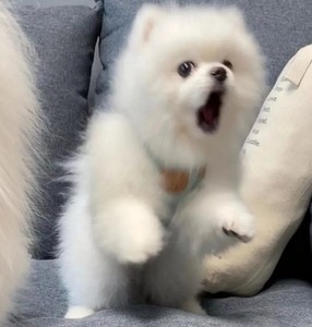 whatsapp网页版群发助手 whatsapp聊天怎么翻译成中英文互译 