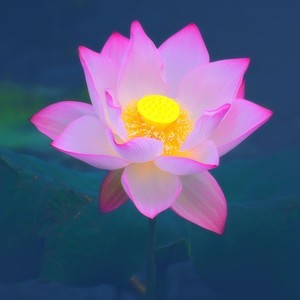 whatsapp 两个账号 whatsapp网页版官方版下载最新 