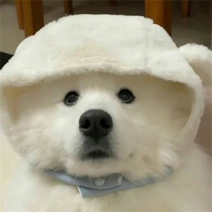 官方下载whatsapp whatsapp聊天翻译 官方下载whatsapp whatsapp聊天翻译