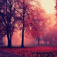 whatsapp免费实时翻译 whatsapp网页版电话加不上好友 