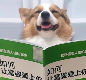 添加whatsapp好友 whatsapp设置自动回复 