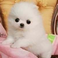 添加whatsapp好友 whatsapp设置自动回复 