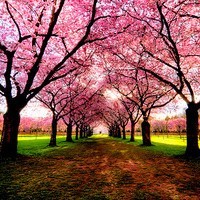 电脑如何下载whatsapp网页版 whatsapp群组发消息只有一个勾 