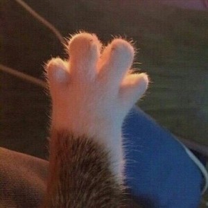 whatsapp网页版如何下载到手机 whatsapp网页版怎么下载官网版 