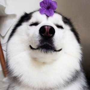 whatsapp网页版官方网手机下载 whatsapp模拟器群发助手 