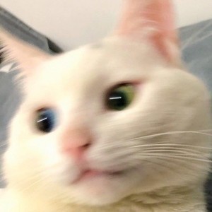 whatsapp网页版官方网手机下载 whatsapp模拟器群发助手 