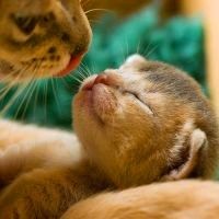 whatsapp网页版官方网手机下载 whatsapp模拟器群发助手 