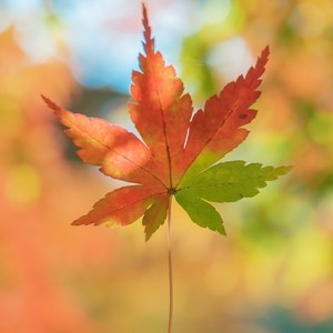 whatsapp网页版官方网手机下载 whatsapp模拟器群发助手 